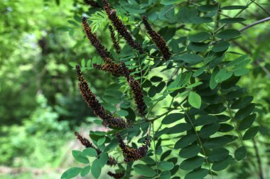 Amorpha fruticosa çiçeğinin bal arısı. Amorpha fruticosa 'nın çiçekleri. Sahte çöl indigosu. Portakallı bir bal arısı.