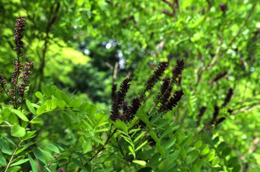 Amorfa Fruticosa 'nın çiçekleri, sahte çöl göstergesi. Morfa Fruticosa mor çiçekleri. Portakallı bir bal arısı.