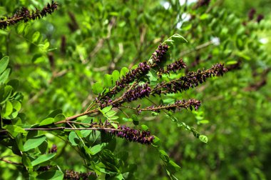 Amorpha fruticosa çiçeğinin bal arısı. Amorpha fruticosa 'nın çiçekleri. Sahte çöl indigosu. Portakallı bir bal arısı.