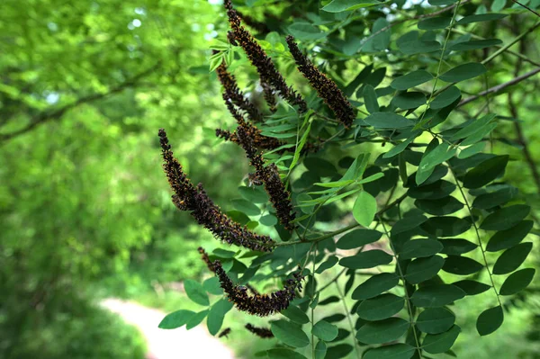 stock image The flowers of Amorpha fruticosa, the desert false indigo.Amorpha fruticosa purple flowers. A honey bee with an orange pol.