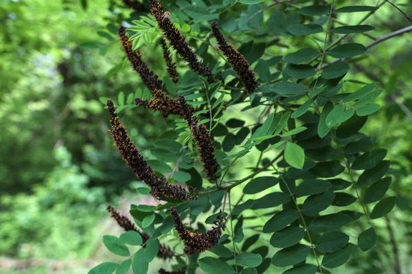 stock image Honey bee on Amorpha fruticosa flower.The flowers of Amorpha fruticosa, the desert false indigo.Amorpha fruticosa purple flowers. A honey bee with an orange pol.