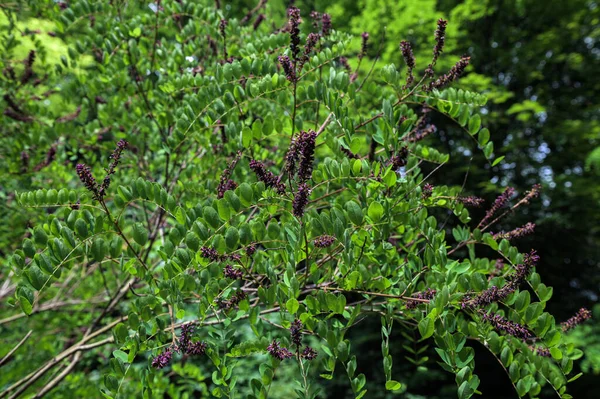 Die Blüten Von Amorpha Fruticosa Der Falschen Indigo Amorpha Fruticosa — Stockfoto
