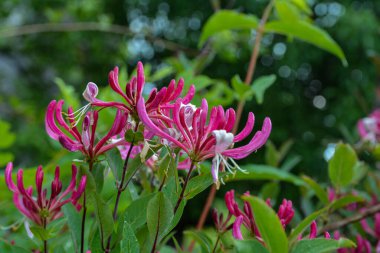 Lonicera periclymenum. Arka planda yeşillik olan pembe hanımeli çiçekleri. Sığ seçici alan derinliği. İlkbahar. 