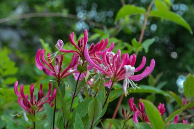 Lonicera periclymenum. Arka planda yeşillik olan pembe hanımeli çiçekleri. Sığ seçici alan derinliği. İlkbahar. 