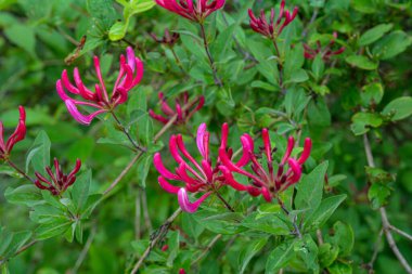 Lonicera periclymenum. Arka planda yeşillik olan pembe hanımeli çiçekleri. Sığ seçici alan derinliği. İlkbahar. 