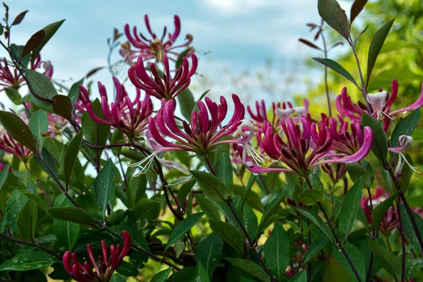 Lonicera periclymenum. Arka planda yeşillik olan pembe hanımeli çiçekleri. Sığ seçici alan derinliği. İlkbahar. 