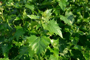 Baharda, yenilebilir bitkisel orach (Atriplex hortensis) bahçede yetişir. Fransız ıspanağı, Amaranthaceae ailesi olarak da bilinen orache bahçesinin (atriplex hortensis) kapanışı.