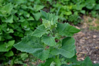 Baharda, yenilebilir bitkisel orach (Atriplex hortensis) bahçede yetişir. Fransız ıspanağı, Amaranthaceae ailesi olarak da bilinen orache bahçesinin (atriplex hortensis) kapanışı.