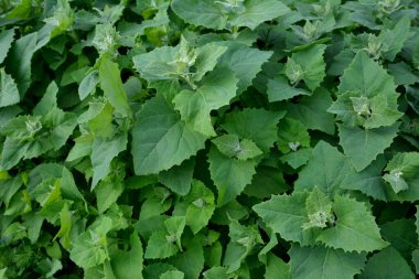 Baharda, yenilebilir bitkisel orach (Atriplex hortensis) bahçede yetişir. Fransız ıspanağı, Amaranthaceae ailesi olarak da bilinen orache bahçesinin (atriplex hortensis) kapanışı.