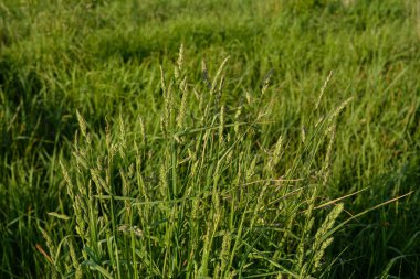Çayırlarda Dactylis glomerata otları çiçek açar. Çiçekli bitkiler Dactylis glomerata hayvan yetiştiriciliği için değerli yem kültürü..