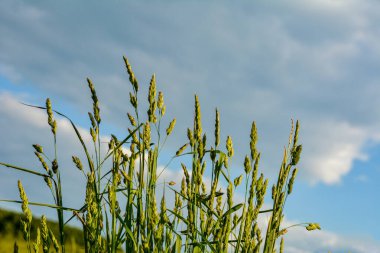 Çayırlarda Dactylis glomerata otları çiçek açar. Çiçekli bitkiler Dactylis glomerata hayvan yetiştiriciliği için değerli yem kültürü..