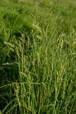 Çayırlarda Dactylis glomerata otları çiçek açar. Çiçekli bitkiler Dactylis glomerata hayvan yetiştiriciliği için değerli yem kültürü..
