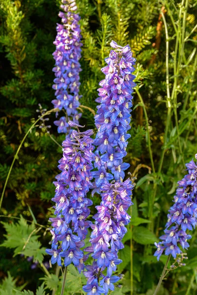 Bahçede Delphinium Mavisi Yetişir Çift Mavi Çiçek Dezenyum Koleksiyonu Doğal — Stok fotoğraf