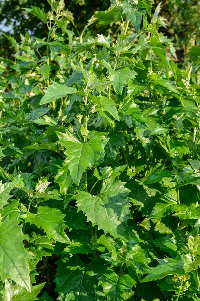 Primavera Orach Comestível Planta Hortensis Atriplex Cresce Jardim Closeup Orache — Fotografia de Stock