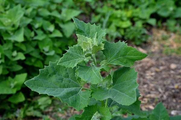 Baharda, yenilebilir bitkisel orach (Atriplex hortensis) bahçede yetişir. Fransız ıspanağı, Amaranthaceae ailesi olarak da bilinen orache bahçesinin (atriplex hortensis) kapanışı.