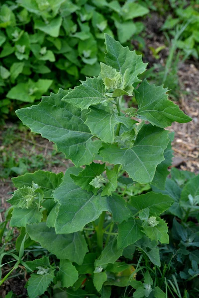 庭に食用植物のカラシ Atriplex Hortensis が成長します フランスのほうれん草 アマランス科とも呼ばれる庭のカラシ トリプレックスホルテンシス のグループ — ストック写真