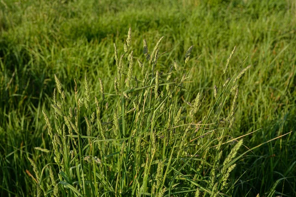 Meadow Blooms Valuable Fodder Grass Dactylis Glomerata Flowering Herbs Dactylis — Stock Photo, Image