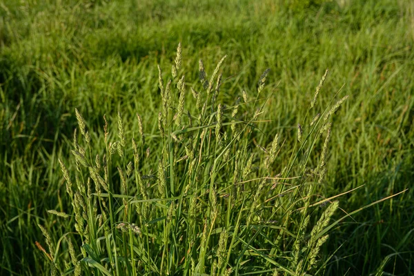在草地上盛开着珍贵的饲料草Dactylis Glomerat 花草Dactylis Glomerata宝贵的饲料养殖牲畜 — 图库照片