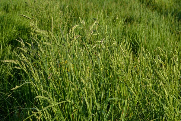 In the meadow blooms valuable fodder grass Dactylis glomerata.Flowering herbs Dactylis glomerata valuable forage culture for livestock breeding.