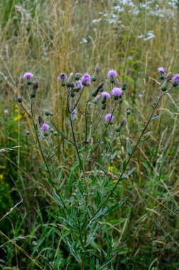 Sıcak bir sabah tarlaları arasında Thistle (Cirsium arvense) gibi yabani otlar ve yabani otlar unutulmaz bir görünüm oluşturmak.