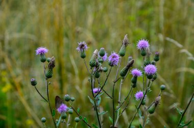 Sıcak bir sabah tarlaları arasında Thistle (Cirsium arvense) gibi yabani otlar ve yabani otlar unutulmaz bir görünüm oluşturmak.