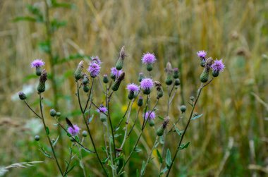 Sıcak bir sabah tarlaları arasında Thistle (Cirsium arvense) gibi yabani otlar ve yabani otlar unutulmaz bir görünüm oluşturmak.