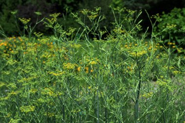 Bilimsel adı Foeniculum vulgare ve parkta yaygın adı Fennel çiçekleri.