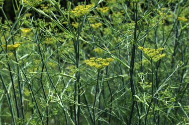Bilimsel adı Foeniculum vulgare ve parkta yaygın adı Fennel çiçekleri.