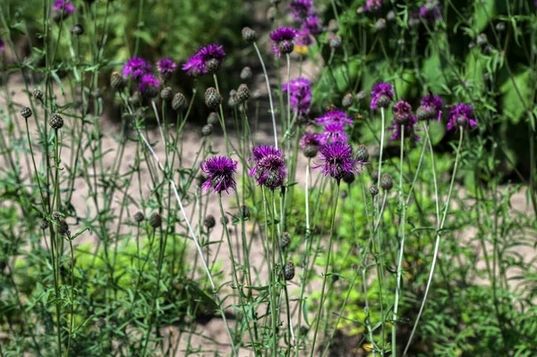 Flower Heads Buds Greater Knapweed Centaurea Scabiosa Greater Knapweed Typical — Stock Photo, Image