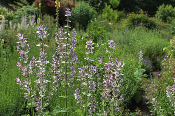 stock image Blooming clary sage (salvia sclarea). Place for text.Herb medicinal - Muscatia sage (Salvia sclarea) in the garden, close up.