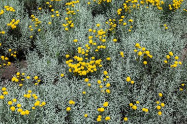 Grey santolina chamaecyparissus cotton lavender yellow flowers in the summer garden. Flowering evergreen shrub species silver santolina.