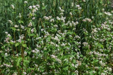 Karabuğday tarlası. (Fagopyrum esculentum))