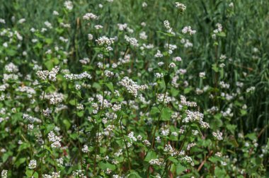 Karabuğday tarlası. (Fagopyrum esculentum))