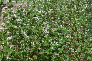Karabuğday tarlası. (Fagopyrum esculentum))