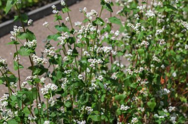 Karabuğday tarlası. (Fagopyrum esculentum))