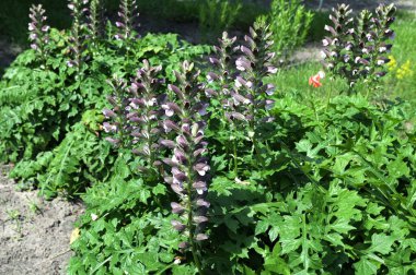 Acanthus Mollis Ayısı 'nın Şortu, beyaz bir yaz çiçeği ve Temmuz ve Ağustos aylarında açılan mor başlıklı bir bahar çiçeği..