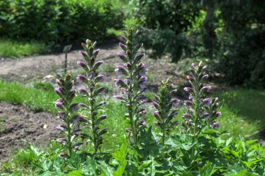 Acanthus Mollis Ayısı 'nın Şortu, beyaz bir yaz çiçeği ve Temmuz ve Ağustos aylarında açılan mor başlıklı bir bahar çiçeği..