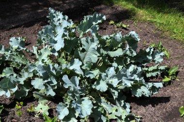 Botanik bahçesinin deneysel sahasında krampon yağmurluğu. Bitkilerin yararlı özellikleri üzerine çalış.