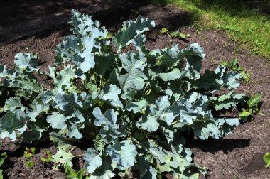 Botanik bahçesinin deneysel sahasında krampon yağmurluğu. Bitkilerin yararlı özellikleri üzerine çalış.