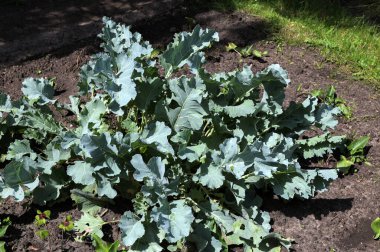 Botanik bahçesinin deneysel sahasında krampon yağmurluğu. Bitkilerin yararlı özellikleri üzerine çalış.