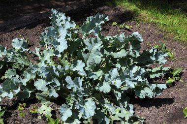 Botanik bahçesinin deneysel sahasında krampon yağmurluğu. Bitkilerin yararlı özellikleri üzerine çalış.