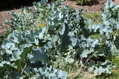 Botanik bahçesinin deneysel sahasında krampon yağmurluğu. Bitkilerin yararlı özellikleri üzerine çalış.