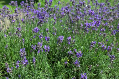 Lavandula angustifolia, Levander çiçek deseni, çiçek demeti, yeşil bokeh arka planda mor leylak kokulu çiçek, seçici odak