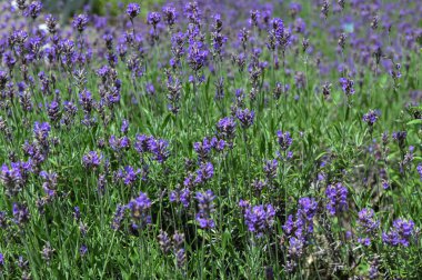 Lavandula angustifolia, Levander çiçek deseni, çiçek demeti, yeşil bokeh arka planda mor leylak kokulu çiçek, seçici odak