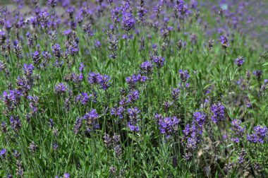 Lavandula angustifolia, Levander çiçek deseni, çiçek demeti, yeşil bokeh arka planda mor leylak kokulu çiçek, seçici odak