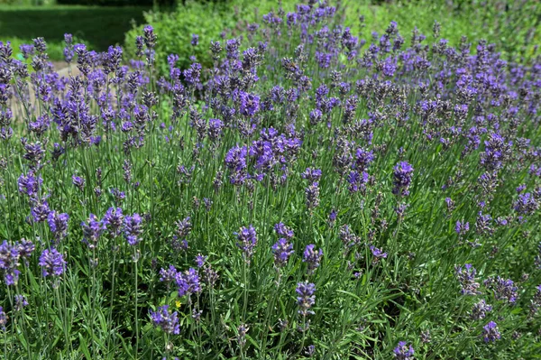 Lavandula angustifolia, Levander çiçek deseni, çiçek demeti, yeşil bokeh arka planda mor leylak kokulu çiçek, seçici odak
