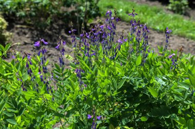 Yakın plan Galea orientalis genellikle bahçede bulanık arkaplan ile yem galega olarak bilinir.