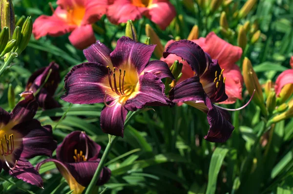 Ανθισμένα Λουλούδια Day Lily Λουλούδι Hemerocallis Κοντά Στην Ηλιόλουστη Μέρα — Φωτογραφία Αρχείου