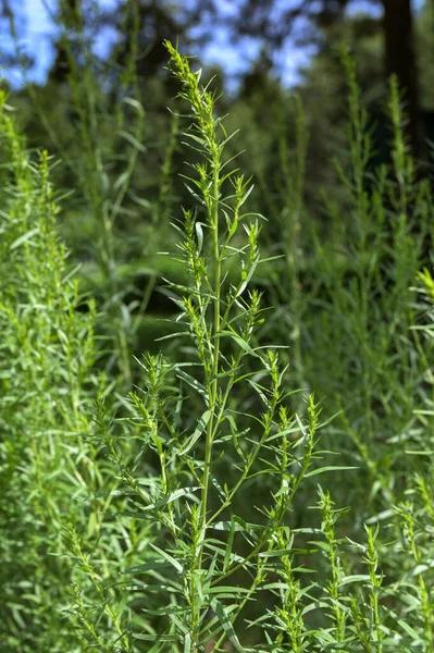 Fresh tarragon herb plant growing in the herbs organic garden, outdoor. Natural green colour. Close up image