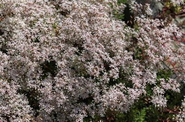 Flowers of Sedum albümü veya White Stonecrop. Bahçedeki çiçek açan bitkilerin genel görünümü. Çiçek açan bitki örtüsünün yakın çekimi. Beyaz taş. .